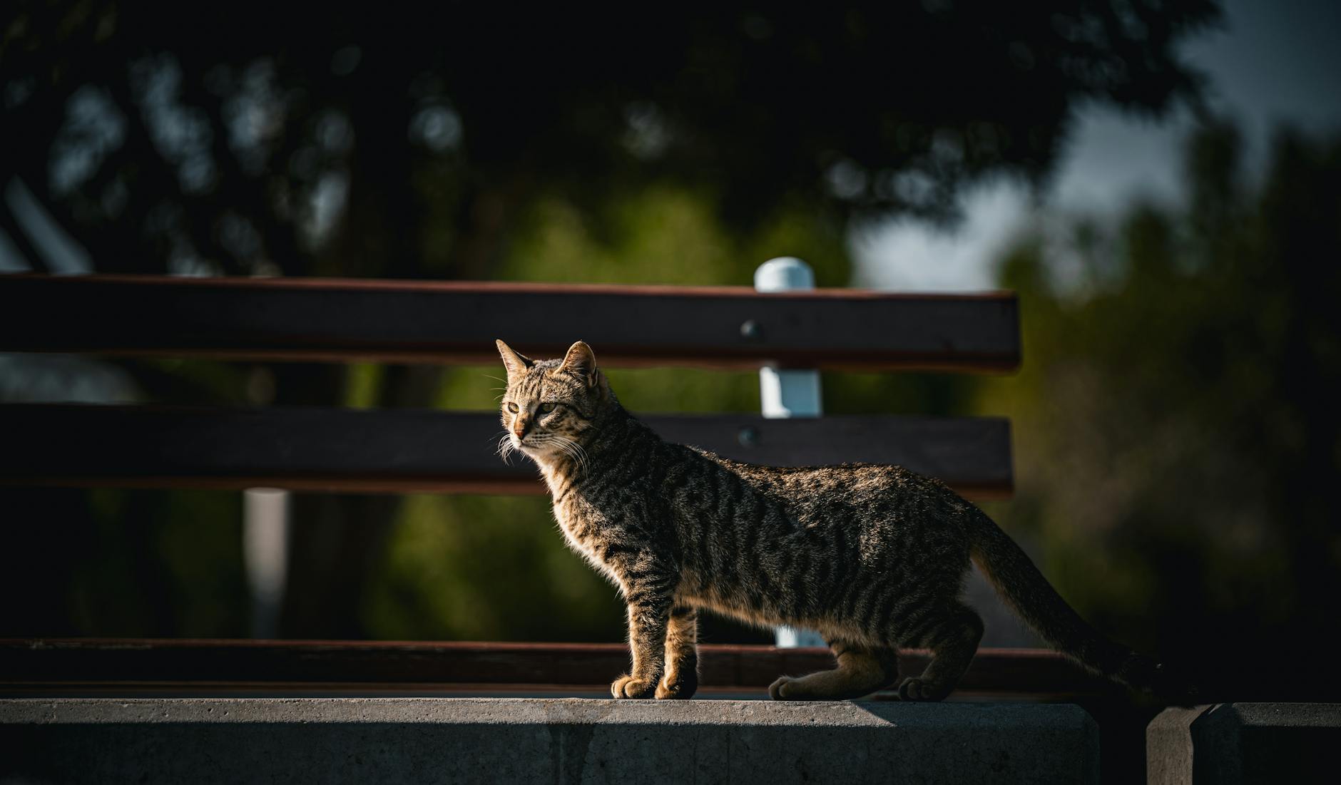 Beautiful tabby cat standing on a park bench in Kuwait City.