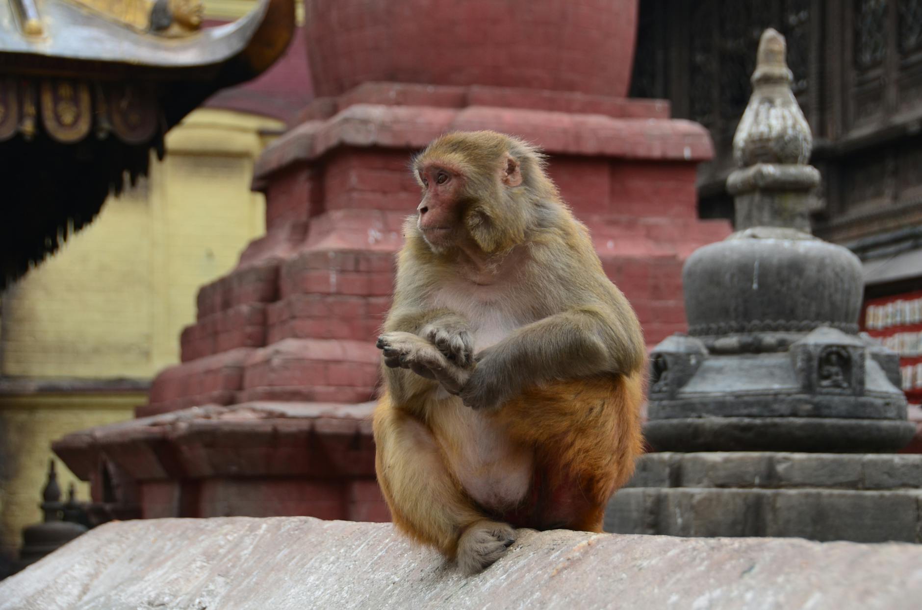 Rhesus macaque sitting peacefully amidst ancient temple structures.